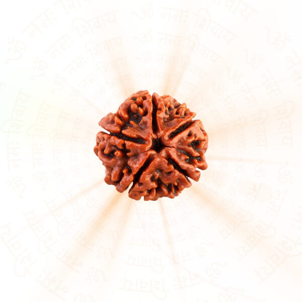 5 Mukhi Rudraksha ( Nepali )