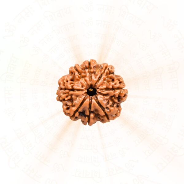 8 Mukhi Rudraksha ( Nepali )