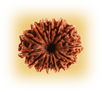 1 mukhi ( South india )