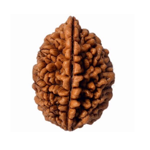 1 Mukhi Rudraksha: The Gateway to Supreme Consciousness